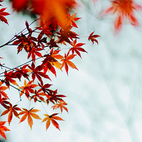 ��ϸ���㣬˺�ʻ������飻������ϼ�������ܲ���Ļ��档