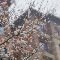 ����С����һ����������������ˣ������Щ��ů�Ļ��������Ӱ�