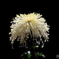 �����ľջ�