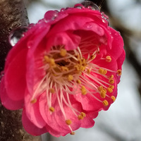 [��Ӱ2022]÷�����꿪