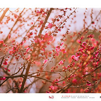 �����������ų���ò