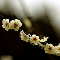 �Ĳ��õ�÷��