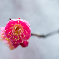 ��Ȼһҹ���㷢��ɢ��Ǭ�����ﴺ��