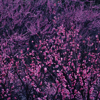 ���볤�춴�������-÷