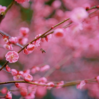 ̨��ֲ��԰÷��ʢ��