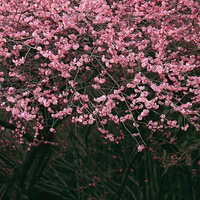 ���빫԰#��÷÷����Ц?���ů��������������ʢ�硣