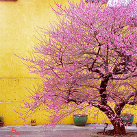 �ŷ���÷����