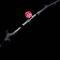 ��̨�ݴ��⡿÷������������ˮ�ɻ��������㣬��������