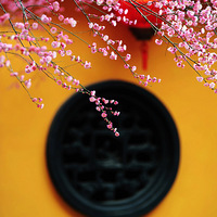 ��̨�ݴ��⡿ǽ����֦÷