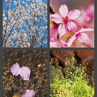 ����ӣ��԰