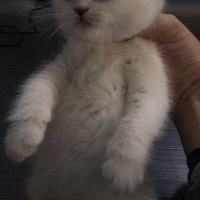 ��ϲԩ��-èè��ȡ��