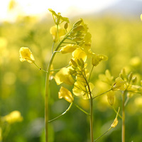 ����˿�ޡ�