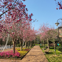 ��̨�ݴ��⡿�����Ƿ羰