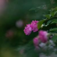 ĺǳģǾޱ