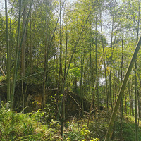 ��5�´��ޡ�����