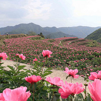 ��ʯ����ҩ԰