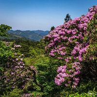 ���������µĻ�����ɽ�ž�