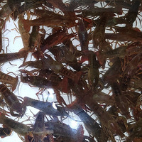 �ֵ�����Ϻ�ļ�����