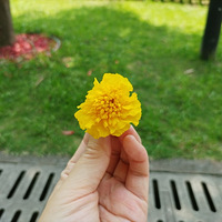 �����´��ޡ�ĸ�׽ڿ���