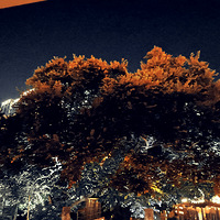 ����Ӱ2023��֦��Ҷï