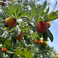 �ֵ���÷������