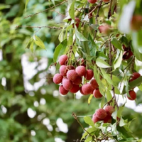 ��ѧ10�����֦��ѳԣ����ѣ���Ľ�Ѿ�˵���ˡ���