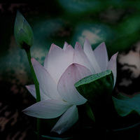 ̨¶ĺɻ