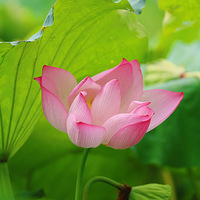 ���պɻ�����������