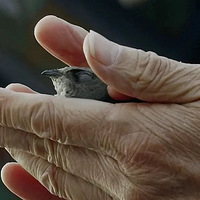 ���޵���Ȼ���¼Ƭ������ˢ������