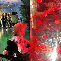 ��������ޡ���ͨɭ��Ұ������԰���£�