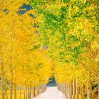 ������ˣ�����̨ɽ�ﾰ����������ɫ����