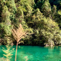 �й���ͳ�Ŵ���