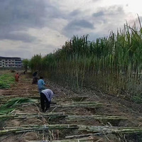 ��˵���ҵ�ͷ�Ӻ��ǳ����ֽžͲ����䣬��ȥ�ٹ��ҵ�������