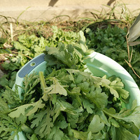 �������ʲô���Ӳ�ժ�����ֻ��Ҫ20����