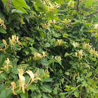 ���Ͷ����١���ɳ���ˡ���ݮ�������ӡ�������...��˵��...