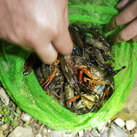 ץϺ����һ�����������