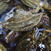 ͸���ʣ����8�£��������ź������ԡ�������