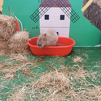 ����ѧ���ޡ���������������Ƥ����