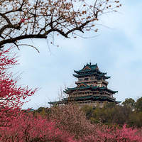 东辉梅影