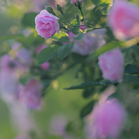 蔷薇花儿开