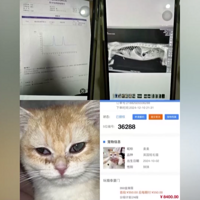 Сè������ʲô����˼�����������̼��У�