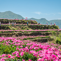 黄岩白石村芍药花打卡晒图