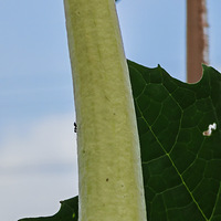 ϵ