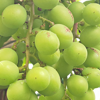 ��ˮ������