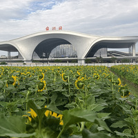 台州动车站VS和合公园哪里的太阳花更出片