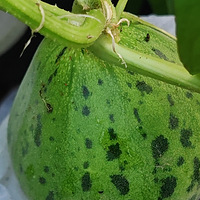 ʢĵĹʵ