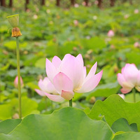 “荷”必去远方，路桥藏着夏日绝色