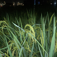 �����԰�ĵ��ӿ�����