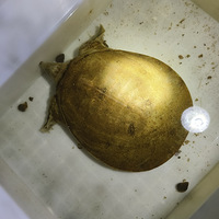 �ջ�������һ��