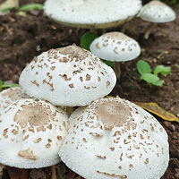 ��ЩҰ�h�����Գ���